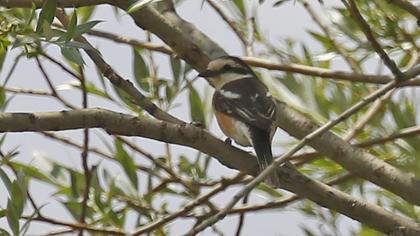 Masked Shrike