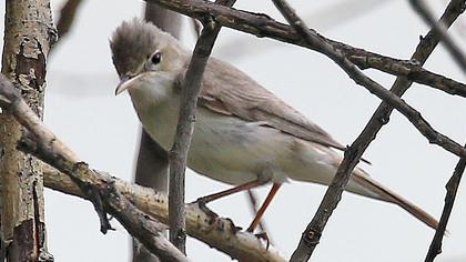 Eastern Olivaceous Warbler