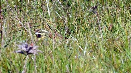 Cirl Bunting