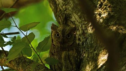 Eurasian Scops Owl