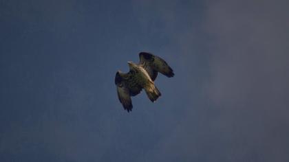 European Honey Buzzard
