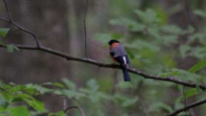 Eurasian Bullfinch