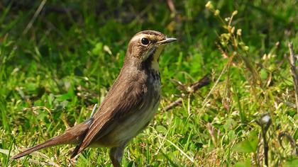 Bluethroat