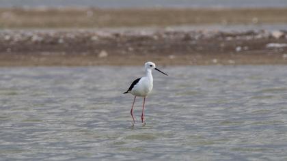 Black-winged Stilt