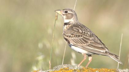 Calandra Lark