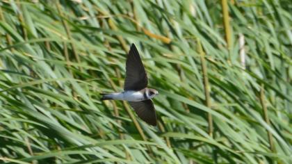 Sand Martin