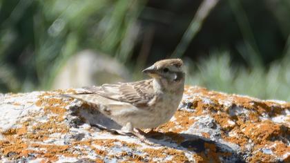 Rock Sparrow