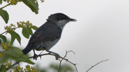 Eastern Orphean Warbler