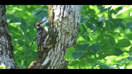 White-backed Woodpecker