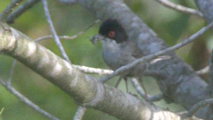 Sardinian Warbler