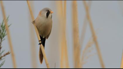 Bearded Reedling