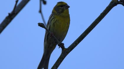 European Serin