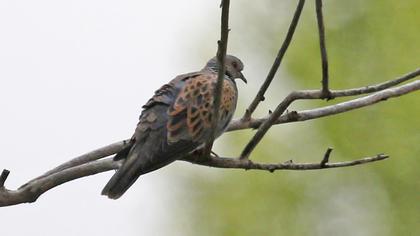 European Turtle Dove