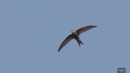 Common Swift