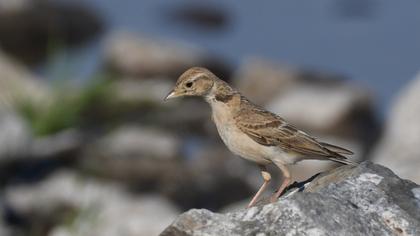 Greater Short-toed Lark