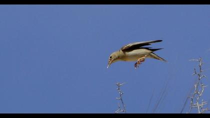 Pale Rockfinch
