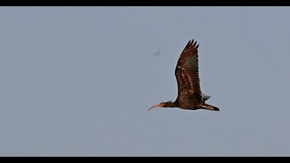 Northern Bald Ibis