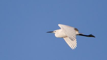 Little Egret
