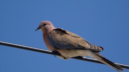 Laughing Dove