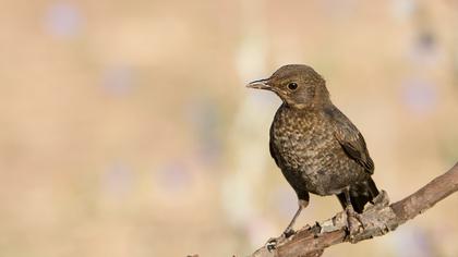 Common Blackbird