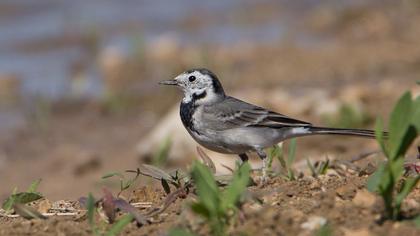 White Wagtail