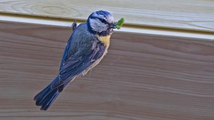 Eurasian Blue Tit