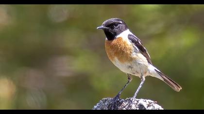 Siberian Stonechat