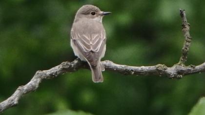 Spotted Flycatcher
