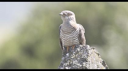 Common Cuckoo