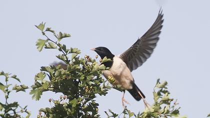 Rosy Starling
