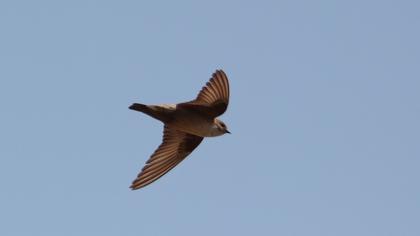 Eurasian Crag Martin