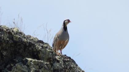Chukar Partridge