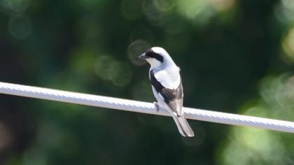 Lesser Grey Shrike