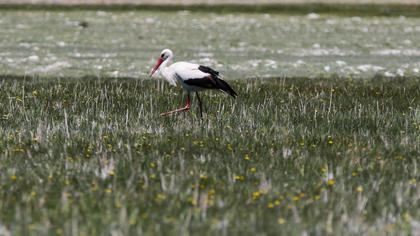 White Stork