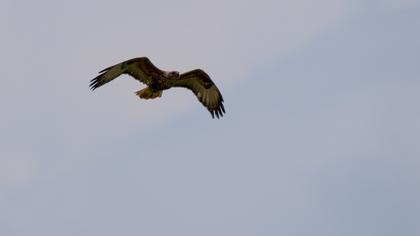 Long-legged Buzzard
