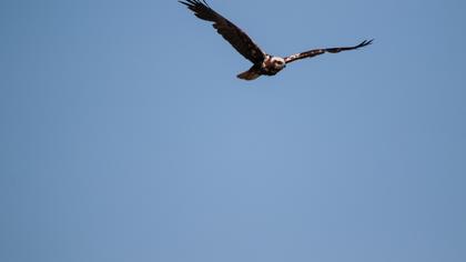 Western Marsh Harrier