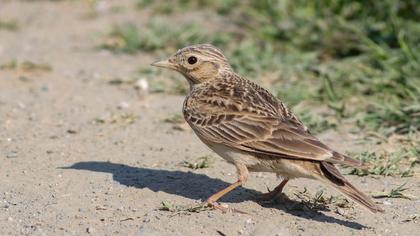 Eurasian Skylark