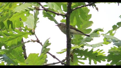 Eastern Bonelli`s Warbler