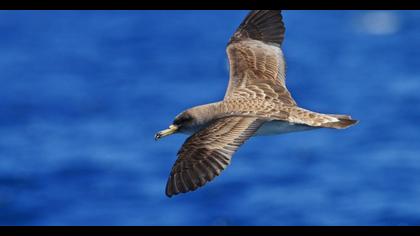 Scopoli`s Shearwater