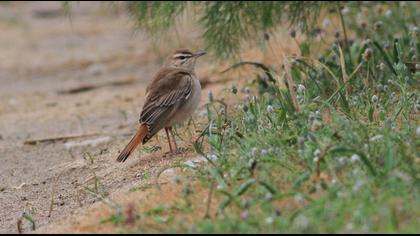 Rufous-tailed Scrub Robin