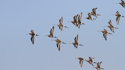 Black-tailed Godwit