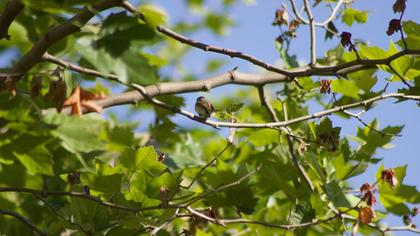 Eastern Olivaceous Warbler