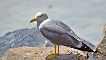 Yellow-legged Gull