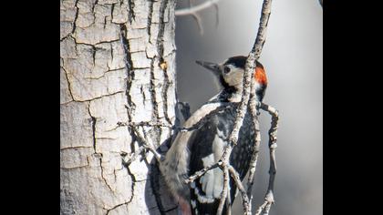 Syrian Woodpecker