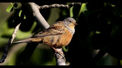 Cretzschmar`s Bunting