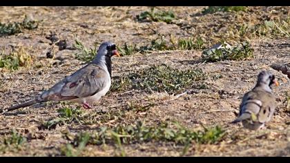 Namaqua Dove