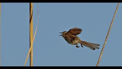Delicate prinia