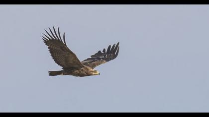 Steppe Eagle