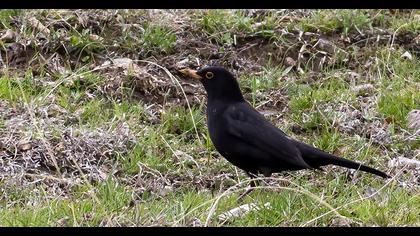 Common Blackbird