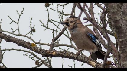 Eurasian Jay